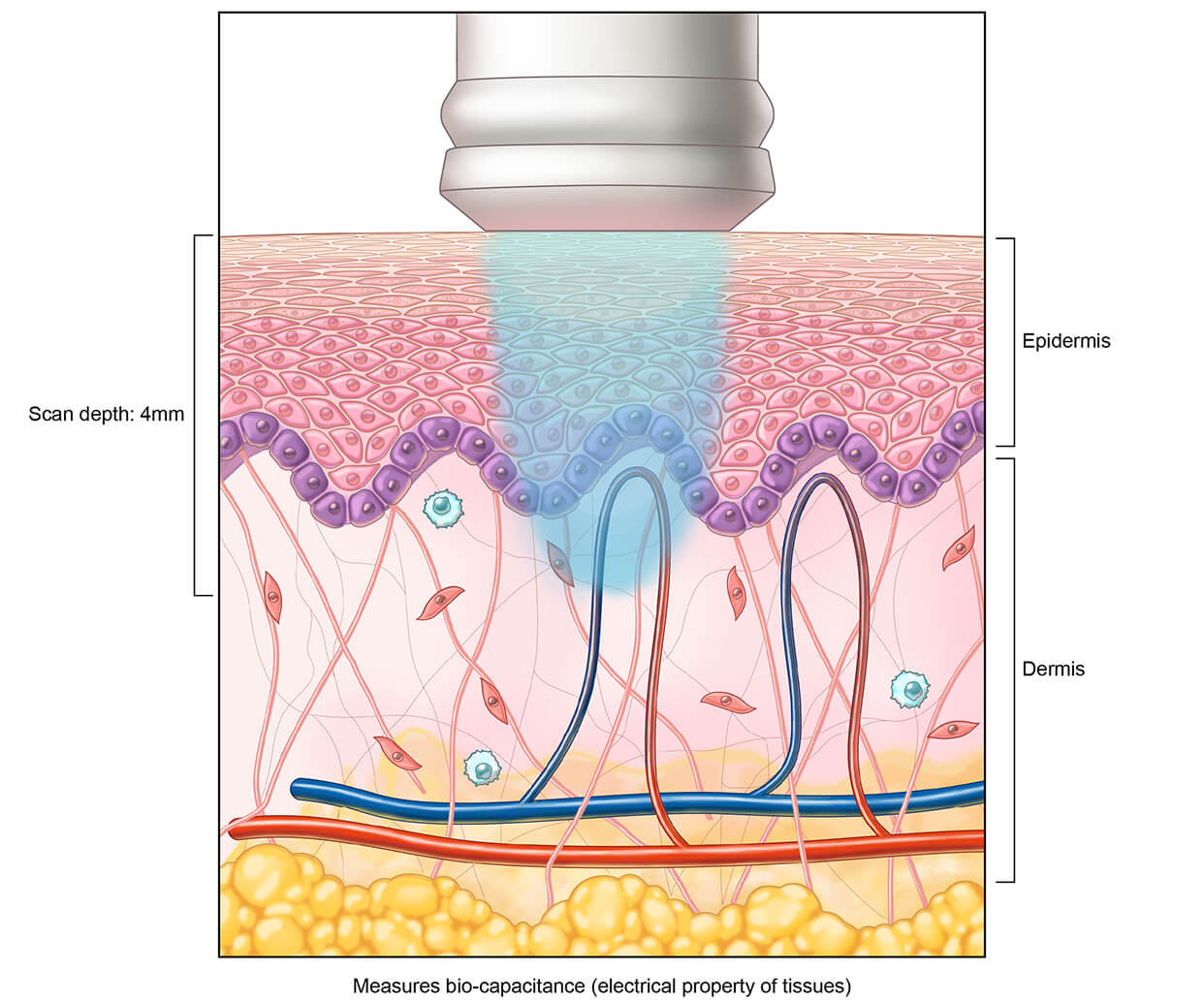 Pressure Injury Prevention Biology